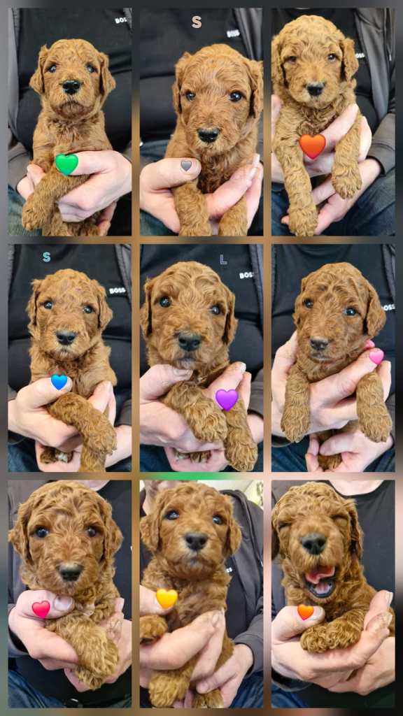 Puppies are now 3,5 weeks old and showing some personality already!